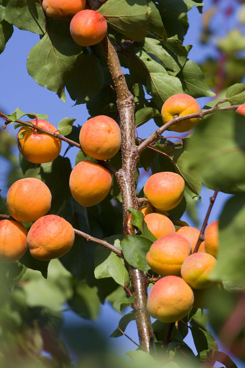 Prunus armeniaca Campanilo