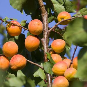 Prunus armeniaca Campanilo