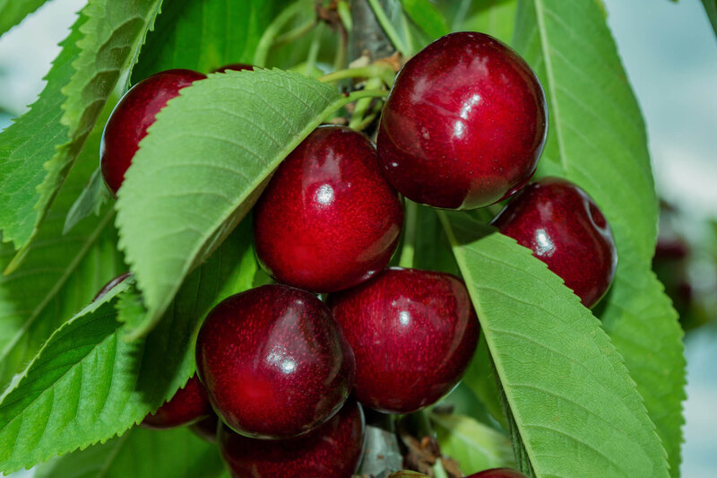 Prunus avium Große Schwarze Knorpelkirsche