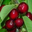 Prunus avium Große Schwarze Knorpelkirsche