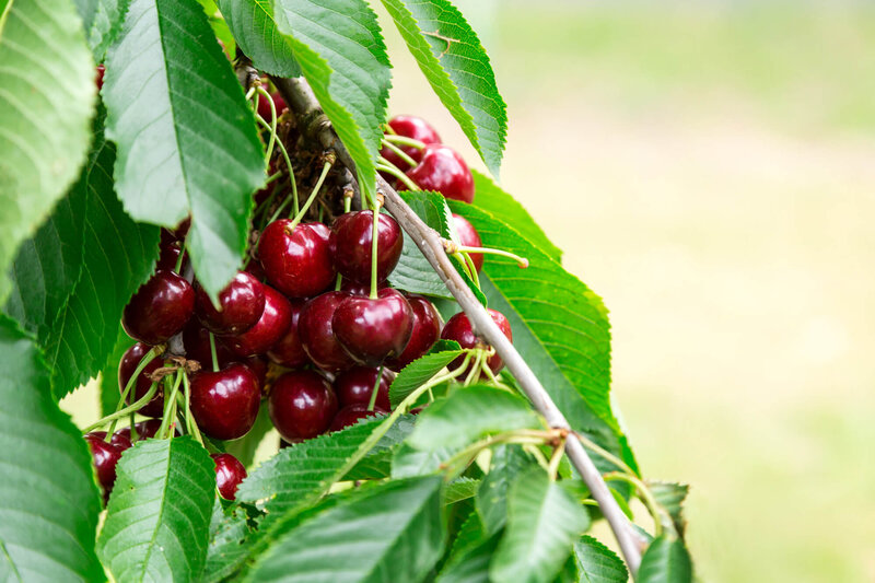 Prunus avium Hedelfinger Riesenkirsche