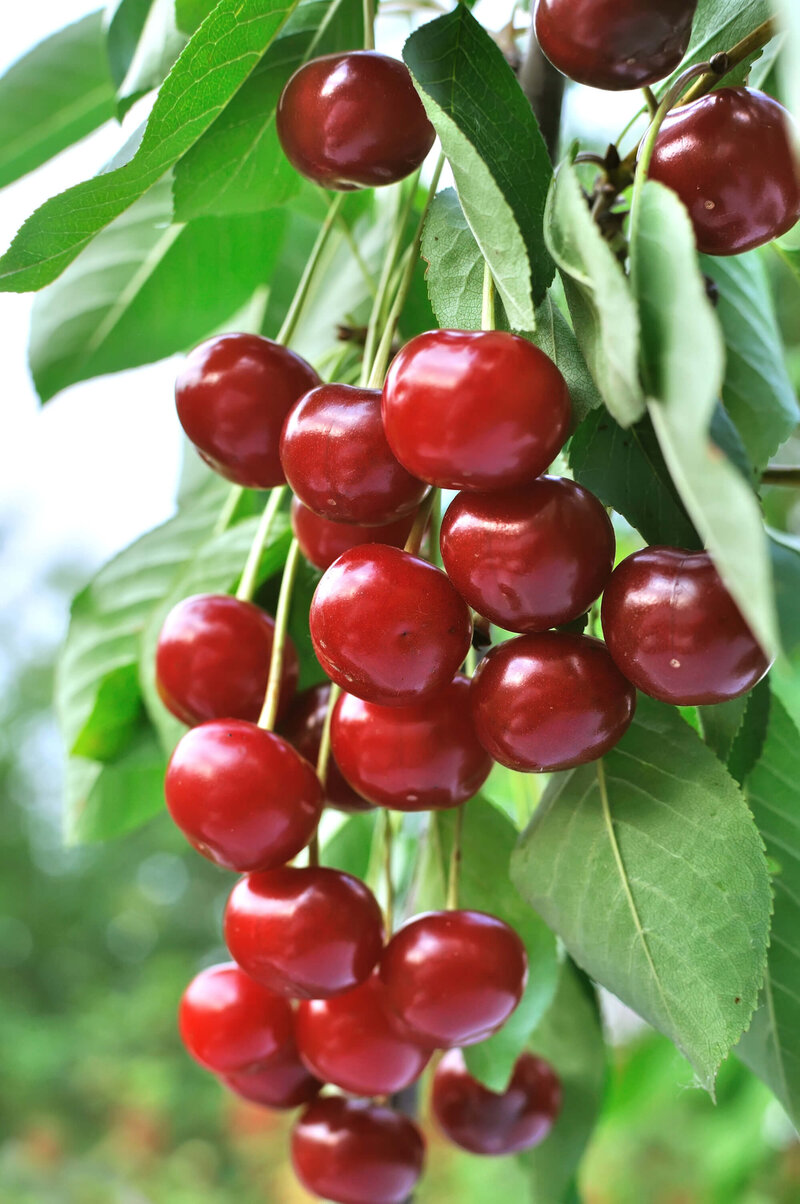 Prunus avium Helene