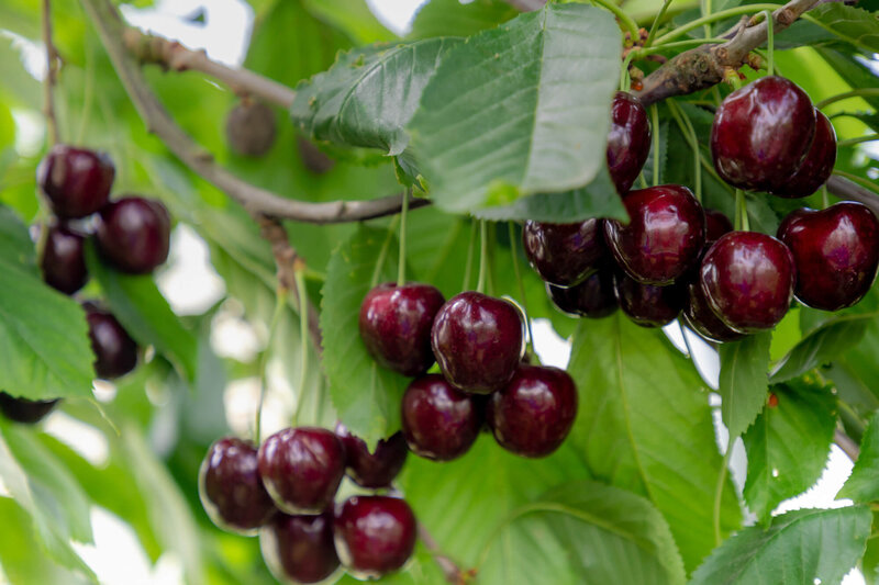 Prunus avium Sunburst