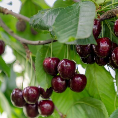 Prunus avium Sunburst