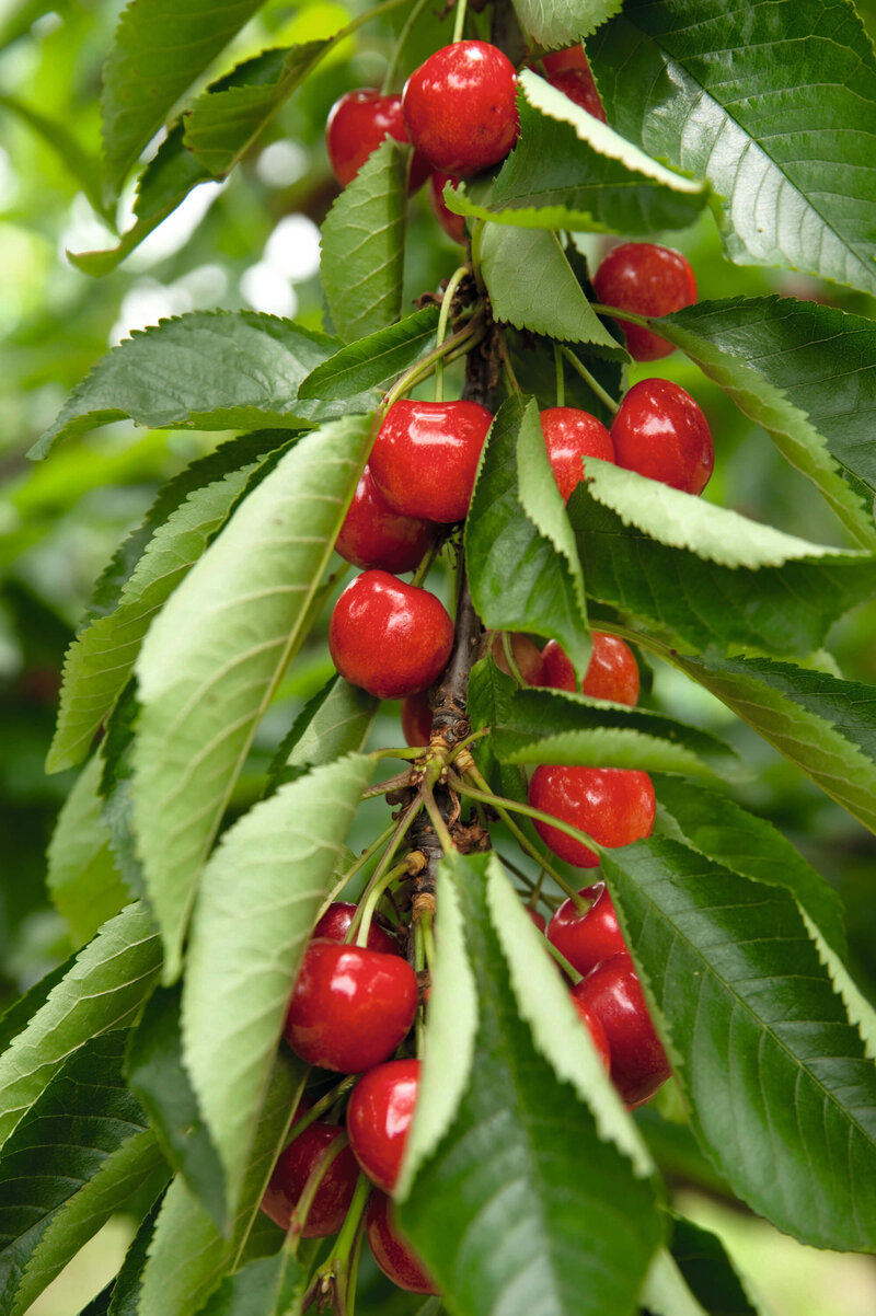 Prunus avium Sylvia
