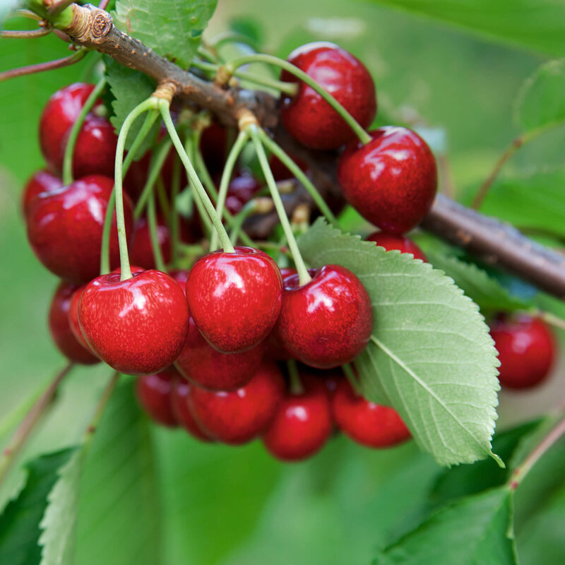 Prunus avium Swing