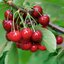 Prunus avium Swing