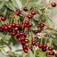Prunus cerasus Maliga