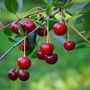 Prunus cerasus Maynard