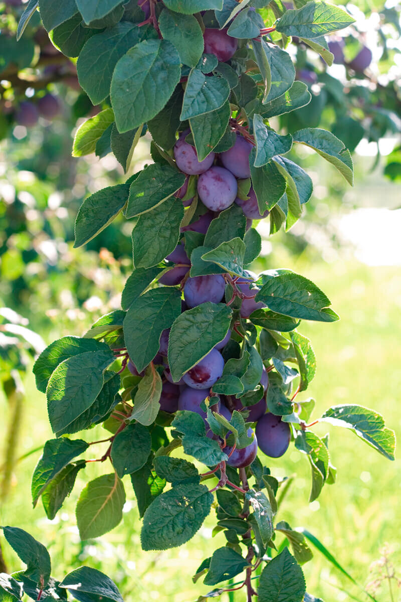 Prunus domestica Anja