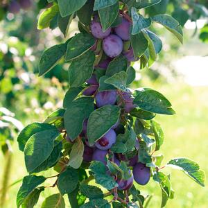 Prunus domestica Anja