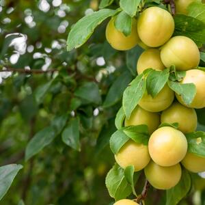 Prunus domestica Aprimira
