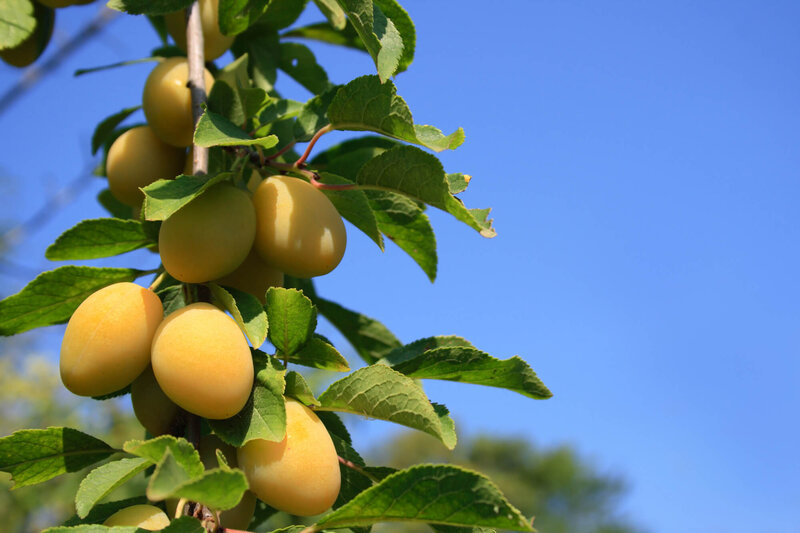 Prunus domestica Große grüne Ringlotte