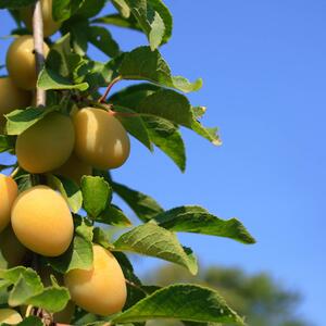 Prunus domestica Große grüne Ringlotte