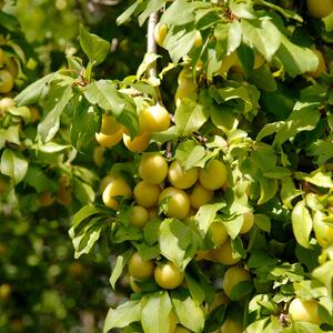 Prunus domestica Große grüne Ringlotte