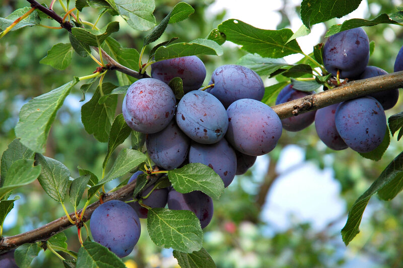 Prunus domestica Goldhauszwetschke