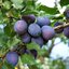 Prunus domestica Goldhauszwetschke