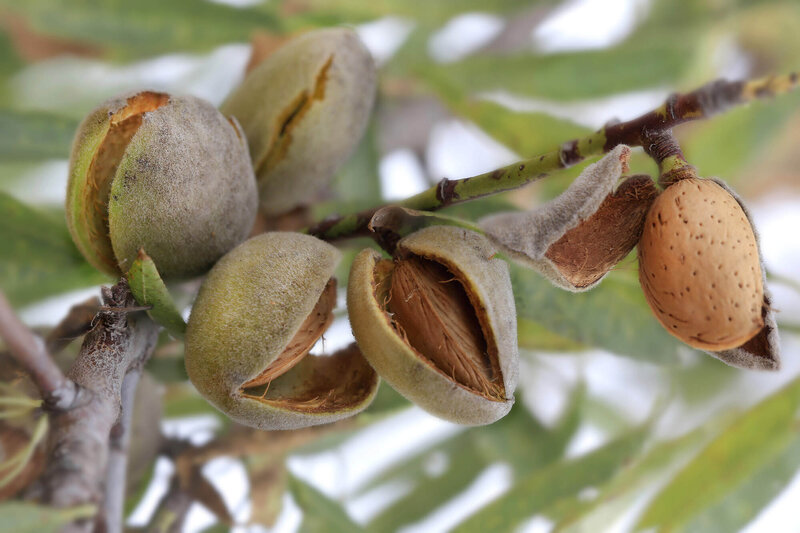 Prunus amygdalus All in One