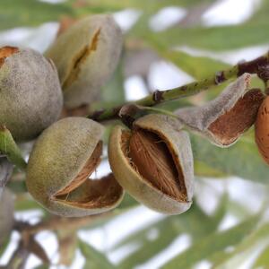 Prunus amygdalus All in One