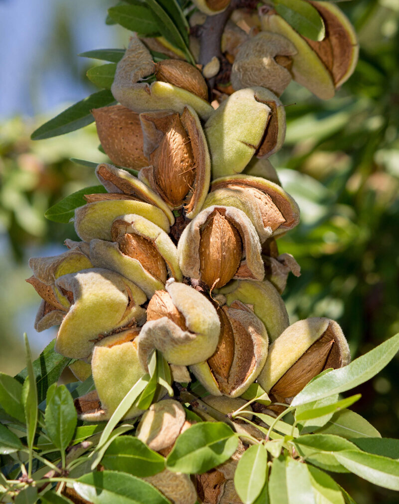 Prunus amygdalus All in One