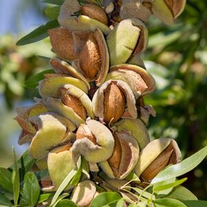 Prunus amygdalus All in One