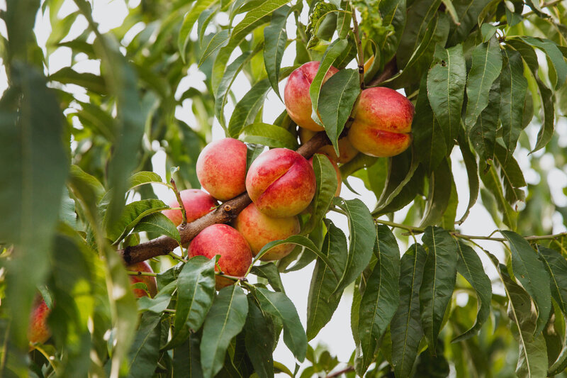 Prunus persica Honeykist