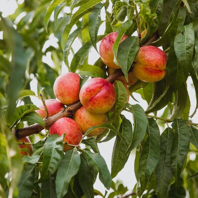 Prunus persica Honeykist