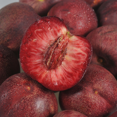 Prunus nucipersica Sanguine d'Auvergne