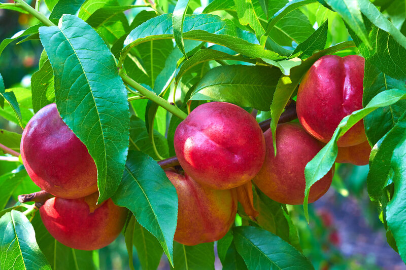 Prunus nucipersica Sanguine d'Auvergne
