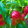 Prunus nucipersica Sanguine d'Auvergne