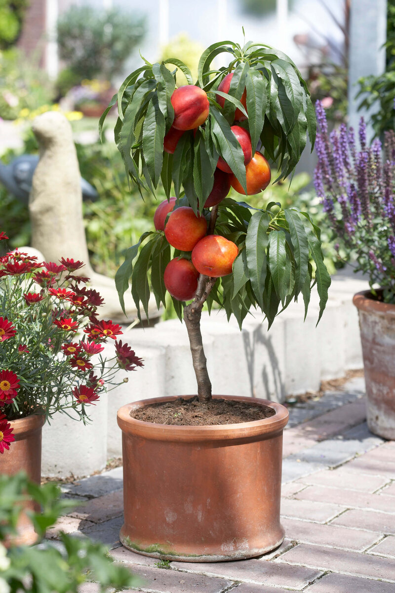 Prunus persica Rubis