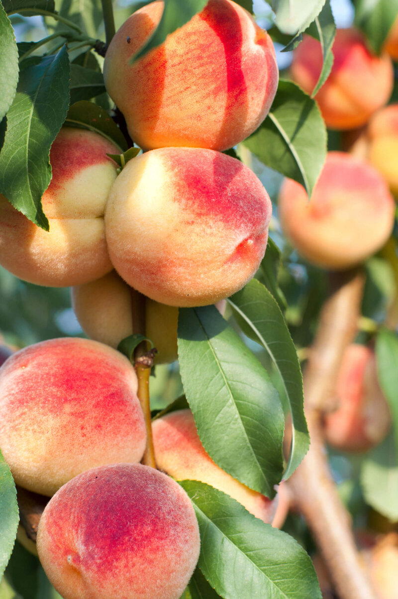 Prunus persica Diamond