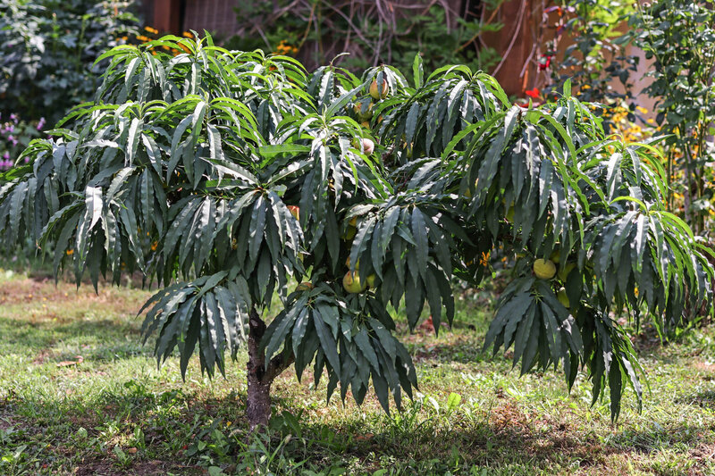 Prunus persica Diamond