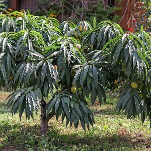 Prunus persica Diamond