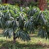 Prunus persica Diamond