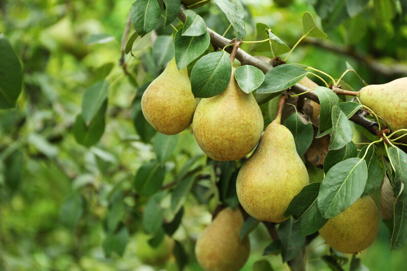 Pyrus communis Belle Helene