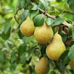 Pyrus communis Belle Helene