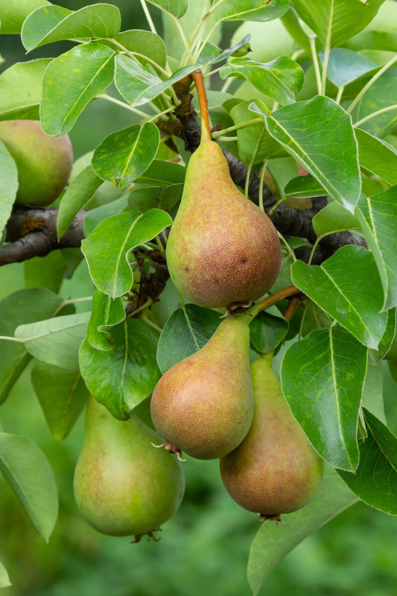 Pyrus communis  Garden Gem