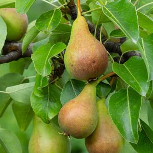 Pyrus communis  Garden Gem