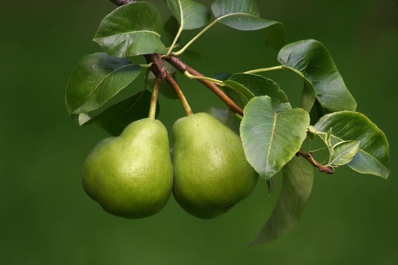 Pyrus communis Garden Pearl