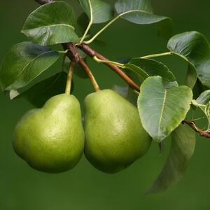 Pyrus communis Garden Pearl