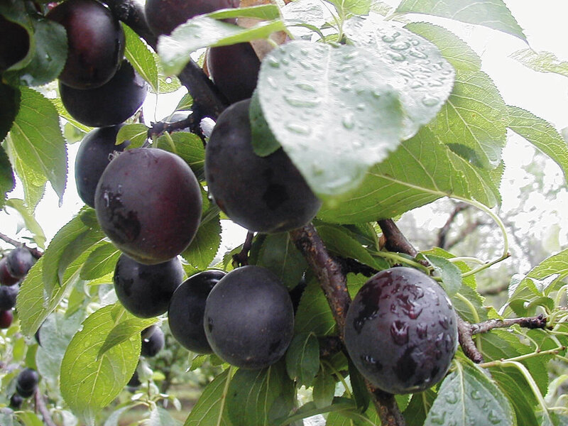 Prunus domestica ‚Aprisali‘