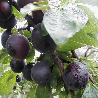 Prunus domestica ‚Aprisali‘