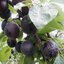Prunus domestica ‚Aprisali‘