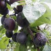 Prunus domestica ‚Aprisali‘