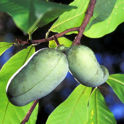 Asimina triloba