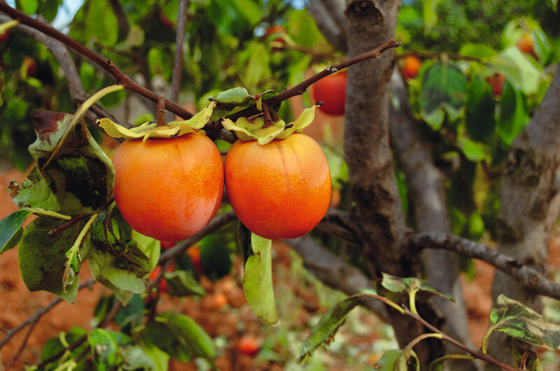 Diospyros kaki 'Tipo'