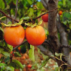 Diospyros kaki 'Tipo'
