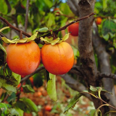 Diospyros kaki 'Tipo'