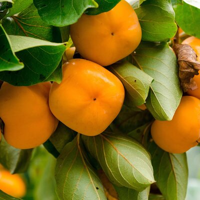 Diospyros kaki 'Tipo'